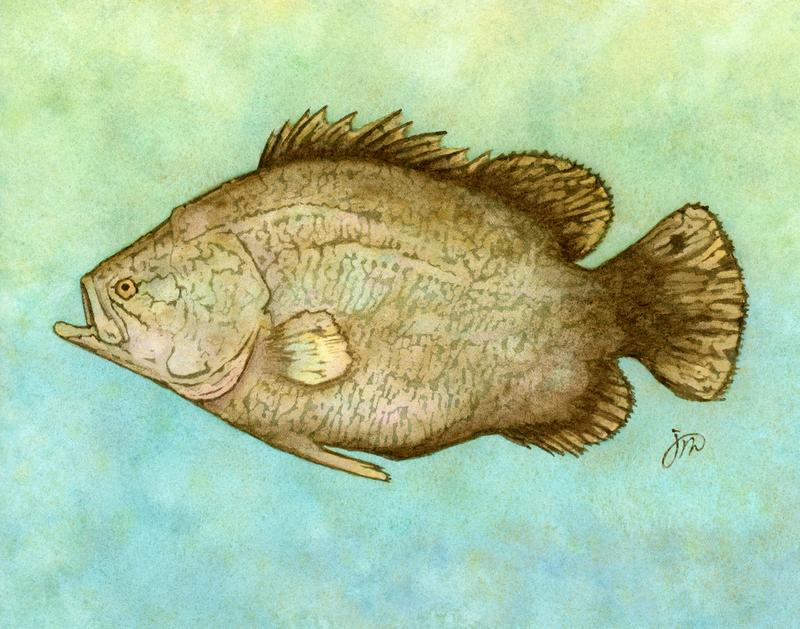 TripleTail